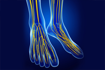 3D medical illustration of foot nerves in blue X-ray style