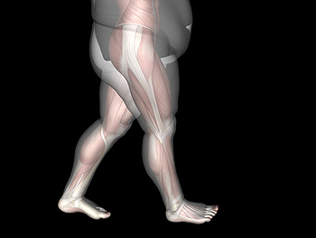 3D anatomical model showing leg muscles beneath skin