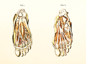 Vintage anatomical illustration of human foot dissections